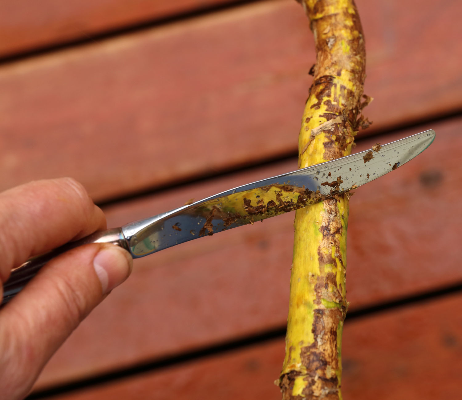 A knife can also be used to scrape the outer bark off.