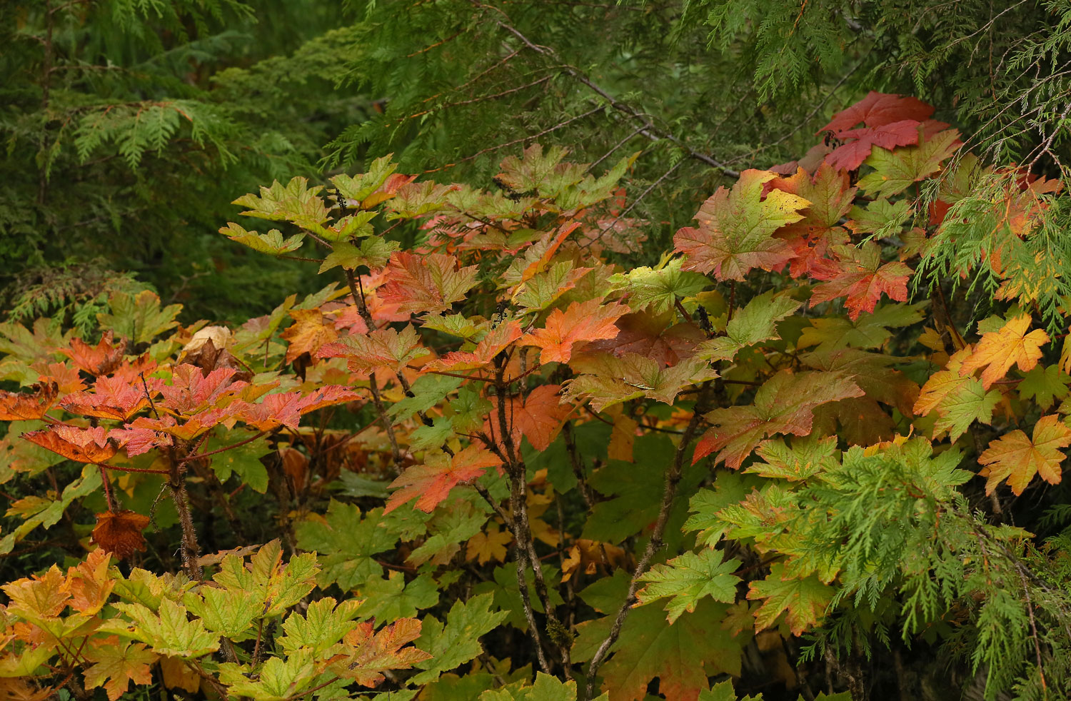 Devil's club leaves painted by autumn. 