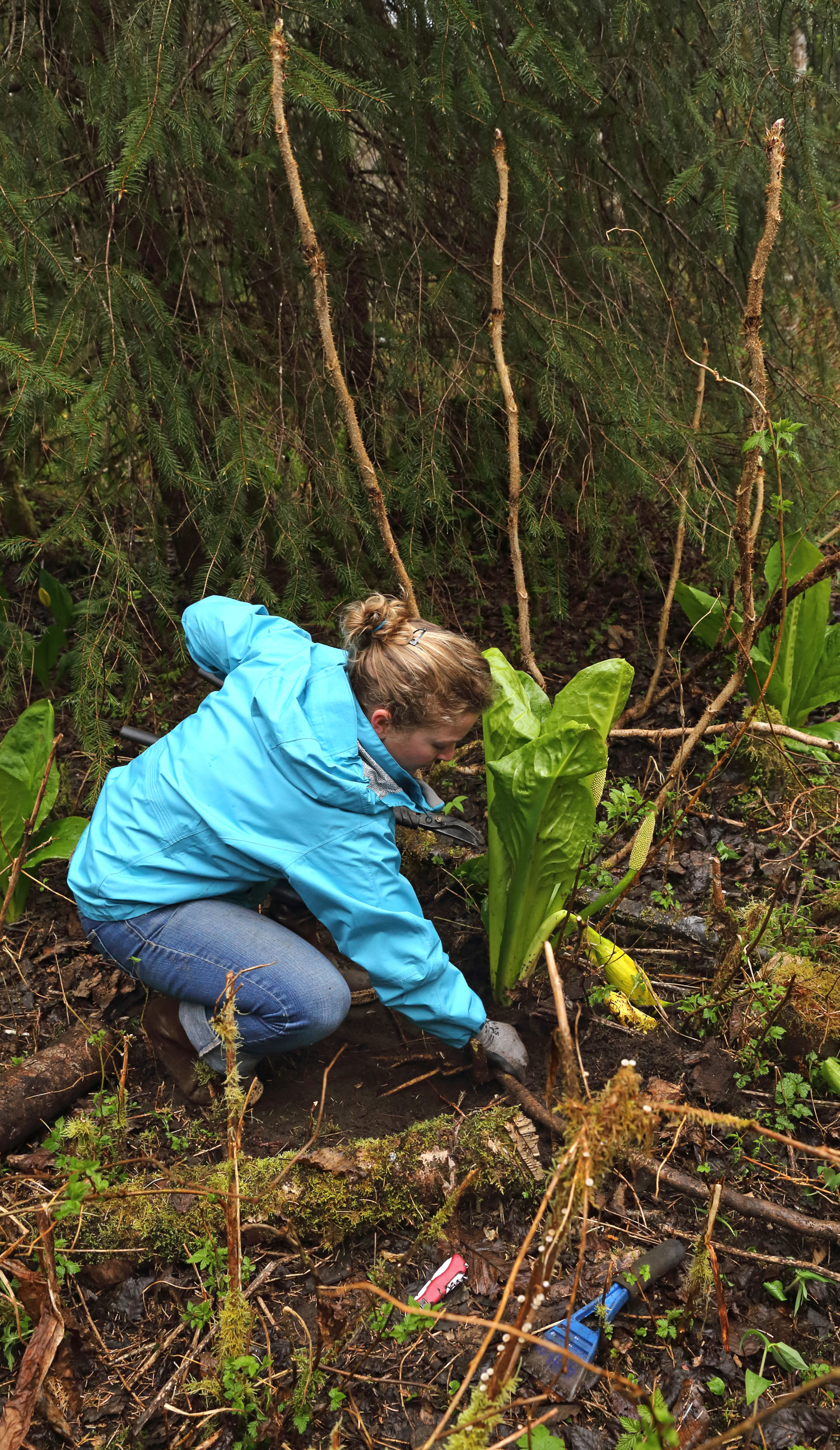 Digging out a devil's club root.