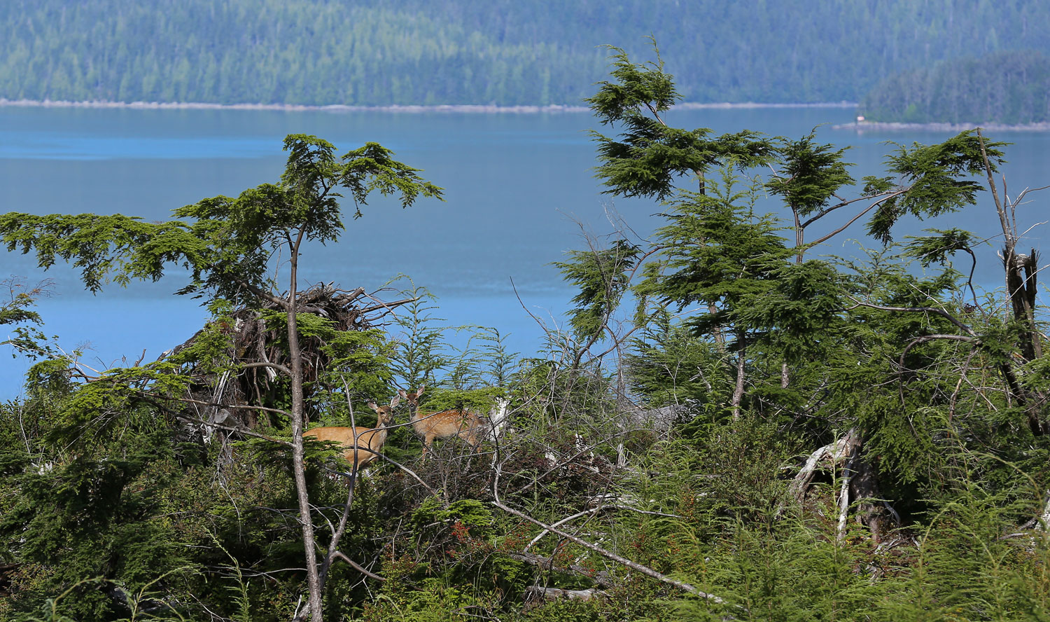 At about five to fifteen years after harvest, clearcut areas can be rich in forage for deer, as well as berries for bears and humans. At this stage clearcuts are very hard to walk through, though.