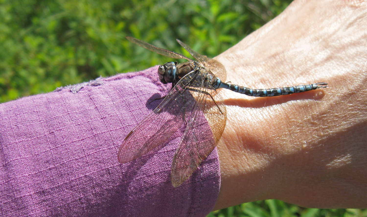 Darner dragonfly stopping by for a visit.