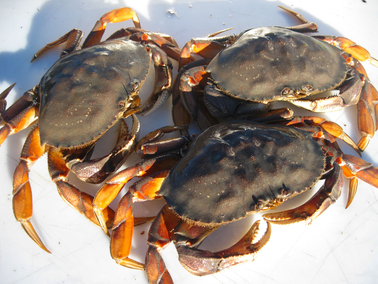 Cleaning Dungeness Crab