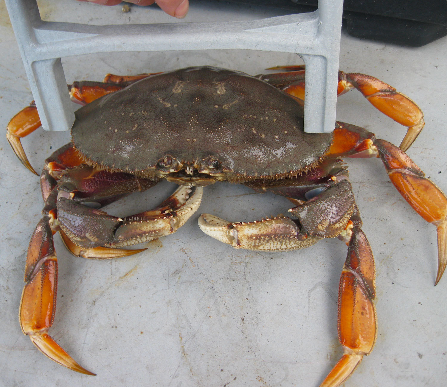 Measuring with the crab caliper