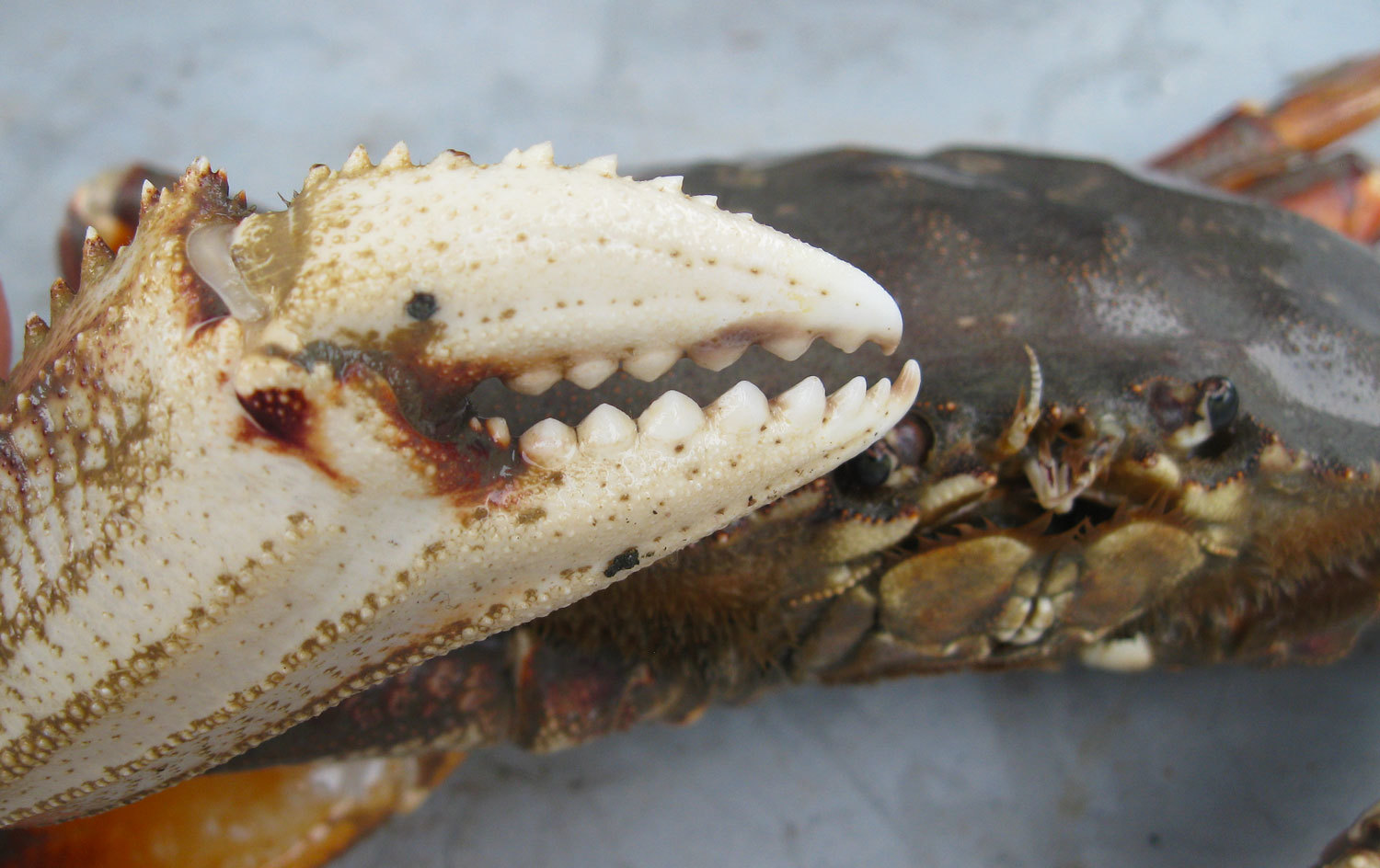 Dungeness crab&#39;s powerful pincer