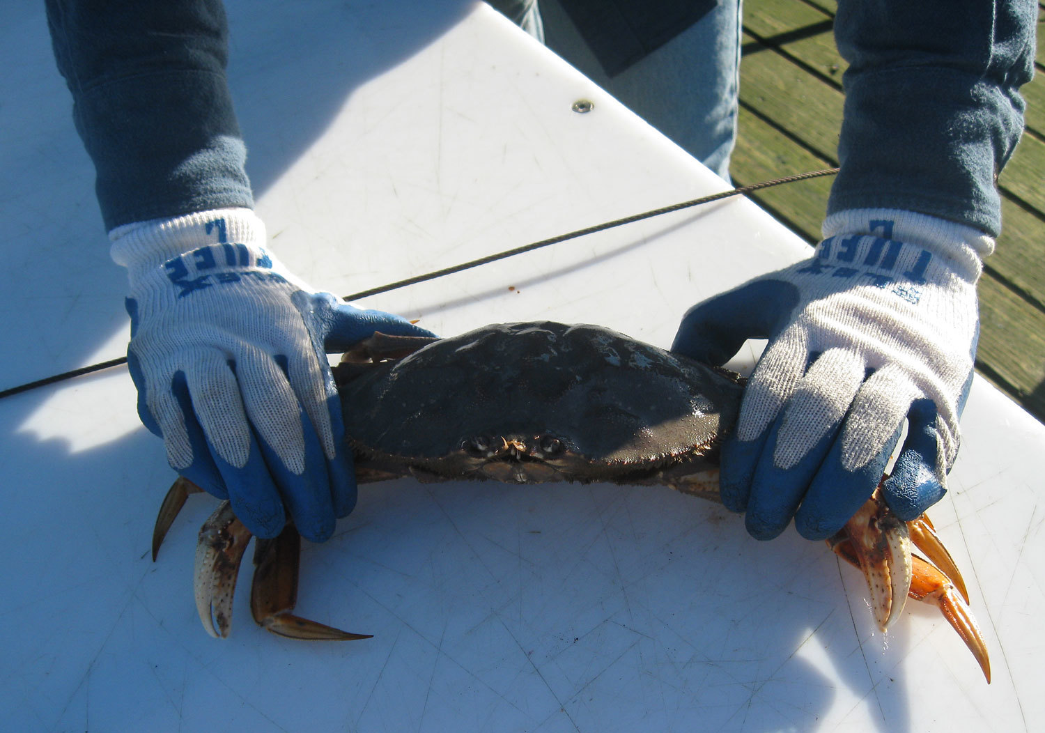 Dungeness_crab_cleaning_6232.jpg