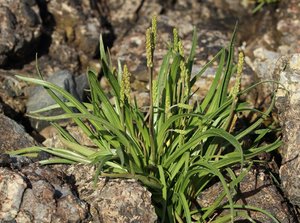 Edible Goosetongue or Poisonous Arrowgrass?