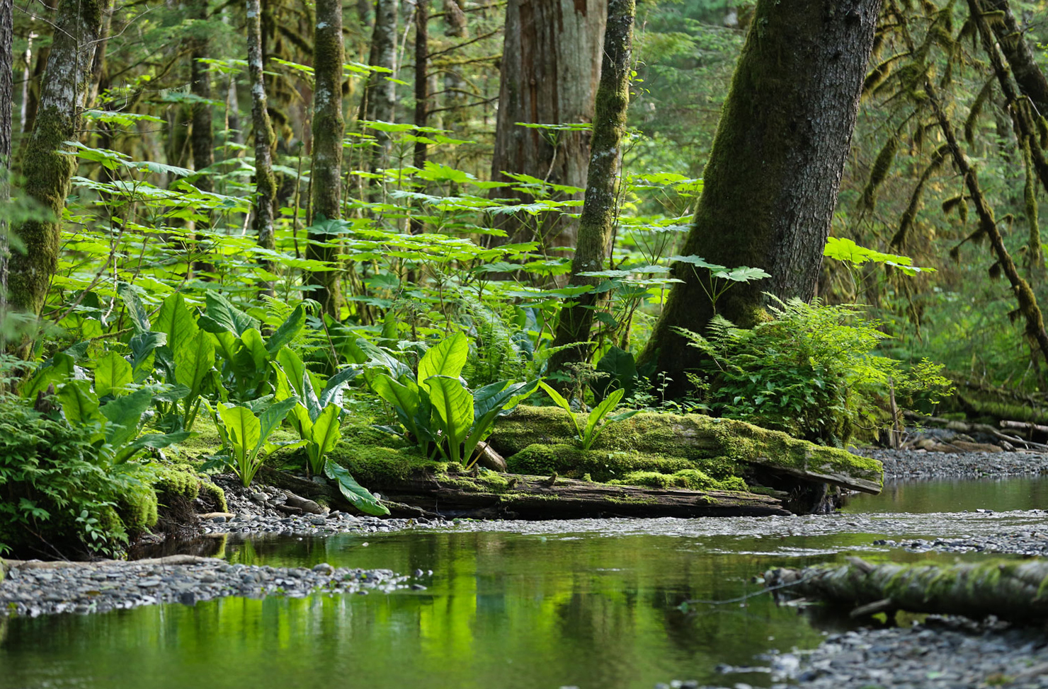 Forest stream in Southeast Alaska