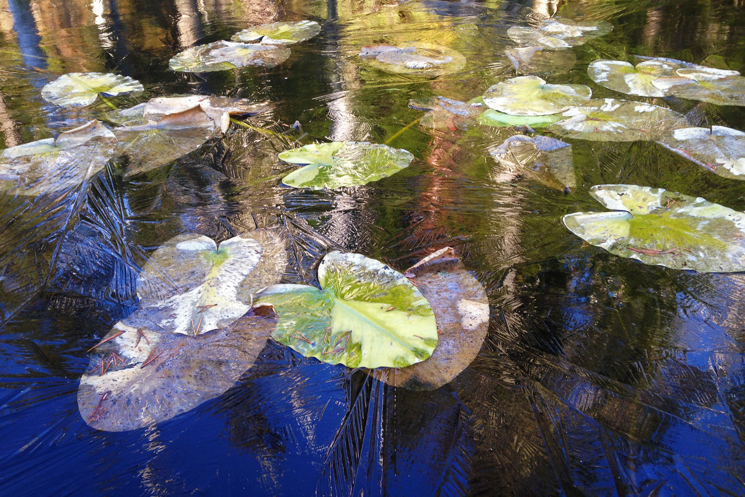 Frozen lily pads