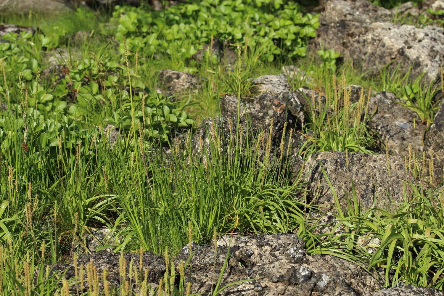 Goosetongue and arrowgrass growing together