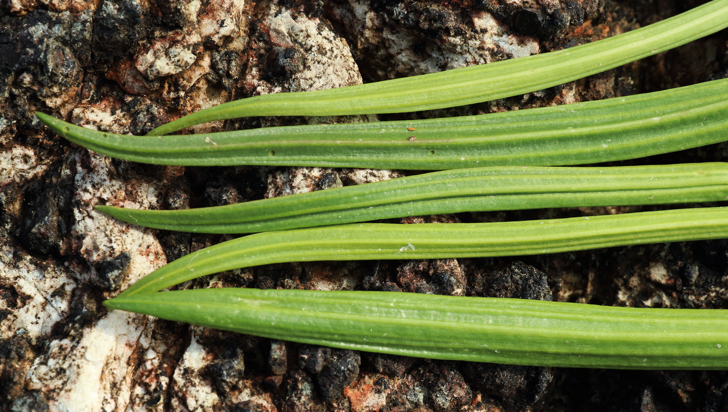 Goosetongue leaves have ribs on the back.