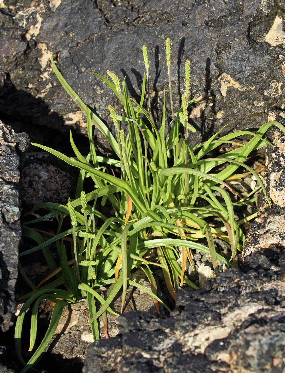 Goosetongue seaside plantain on a rocky beach in Southeast Alaska