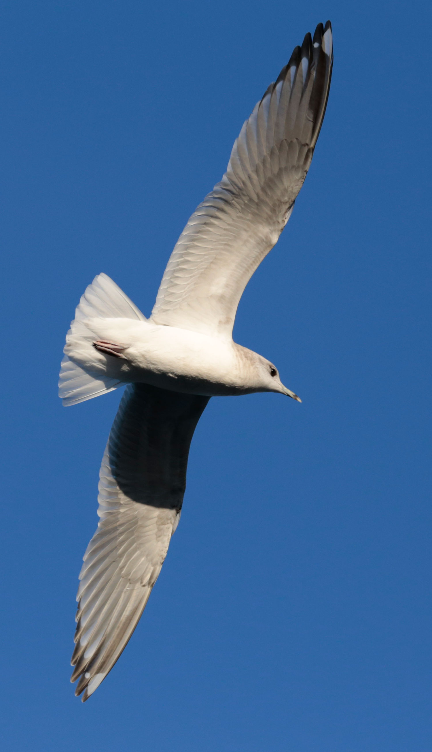 Graceful seagull soaring