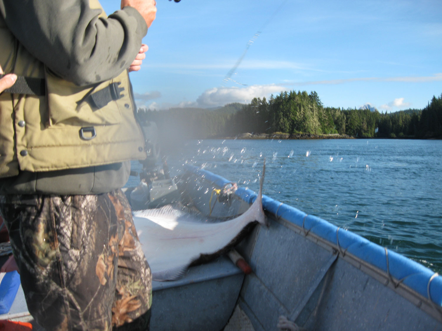 Halibut in skiff