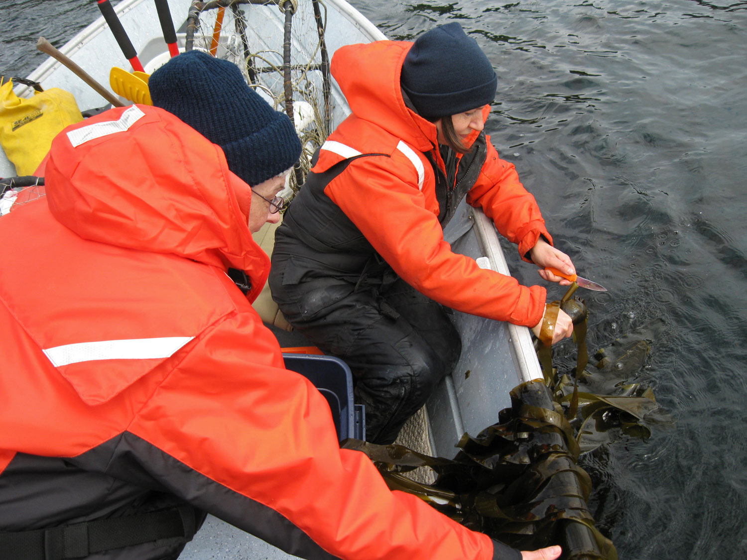 Collecting bull kelp