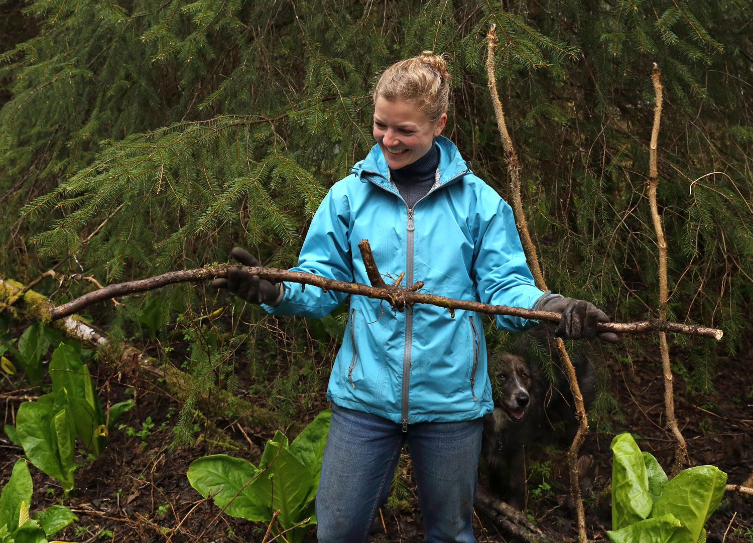 Holly with a large devil's club root.