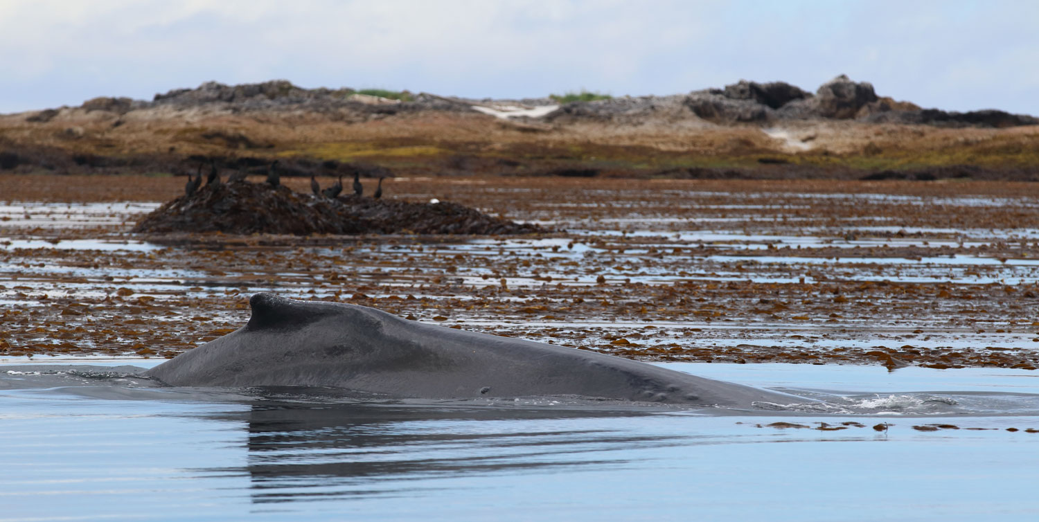 Humpback whale kelp cormorants Southeast Alaska