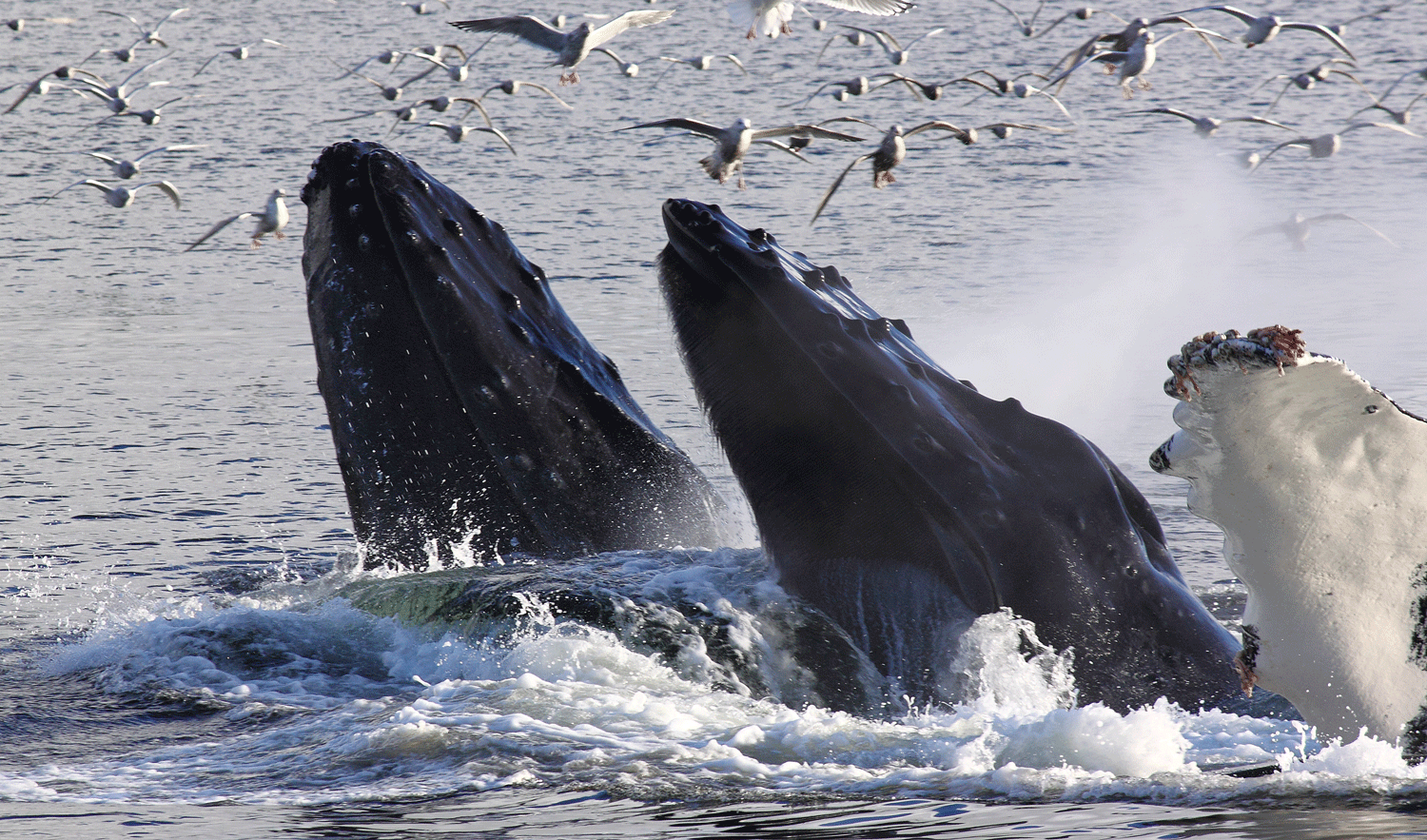 Hard Working Whales