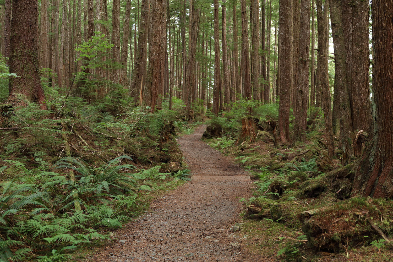 The pretty Totem Trail from Kasaan to the Whale House is well groomed and easy.