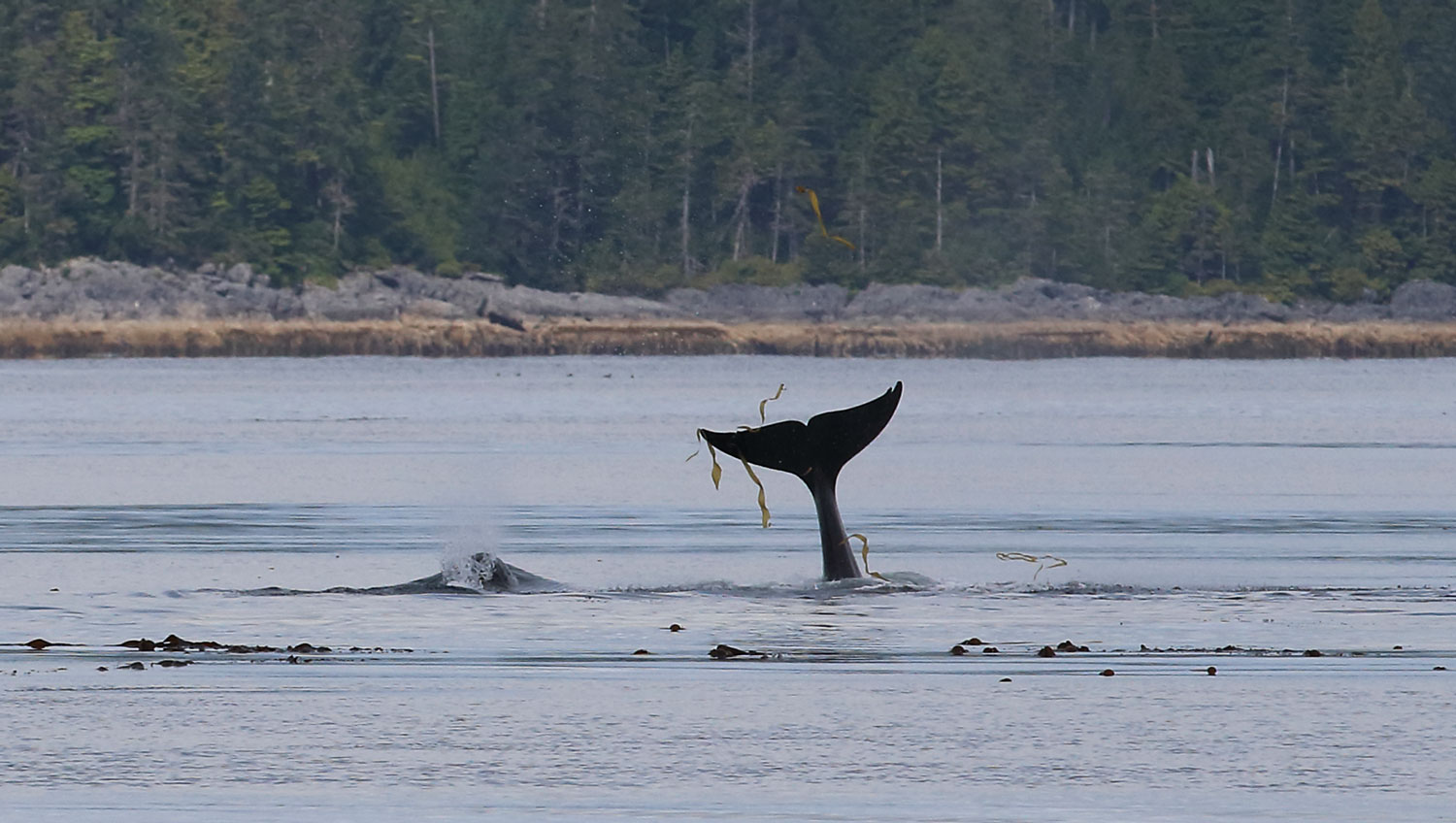 Killer Whale Orca Tail in Kelp Southeast Alaska