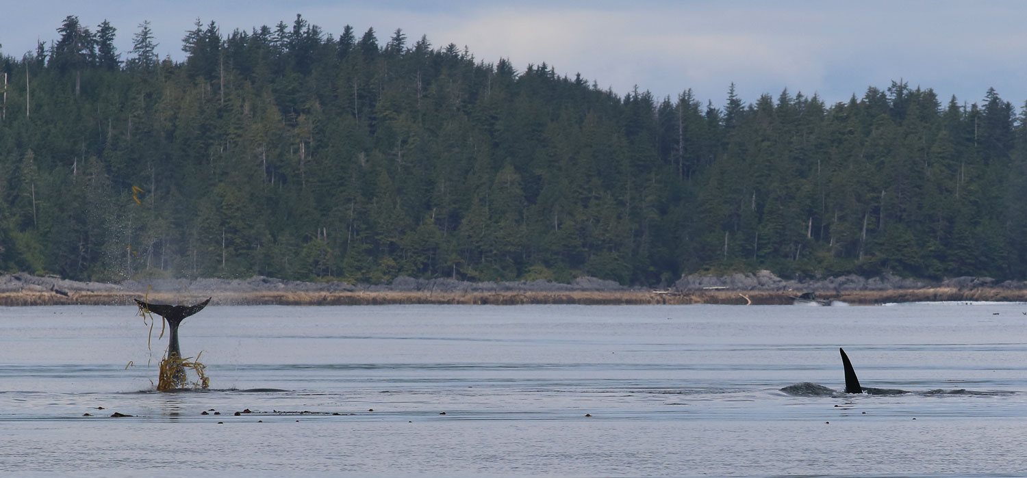 Killer whale Orca tail with kelp Southeast Alaska