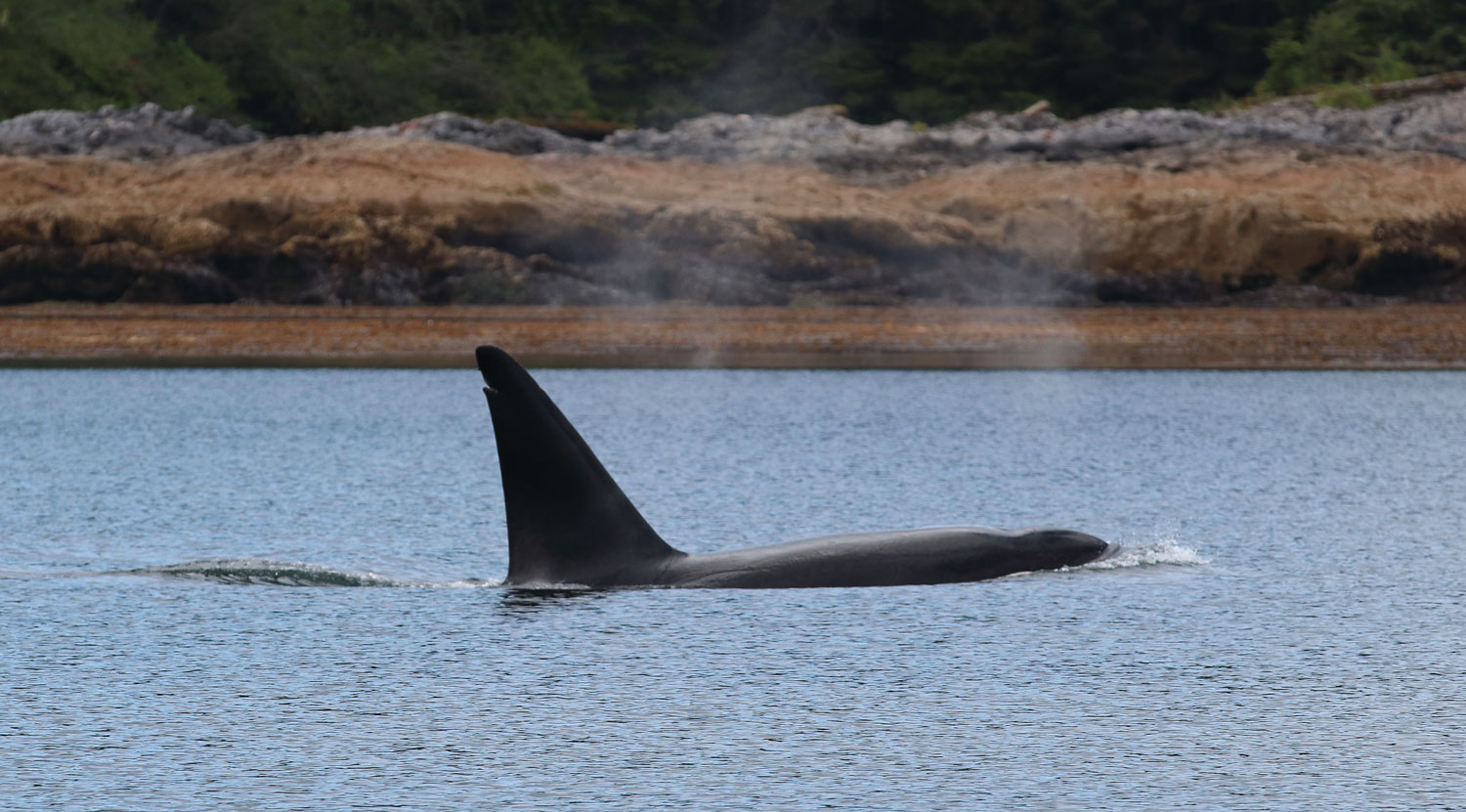 Killer whale male orca Southeast Alaska