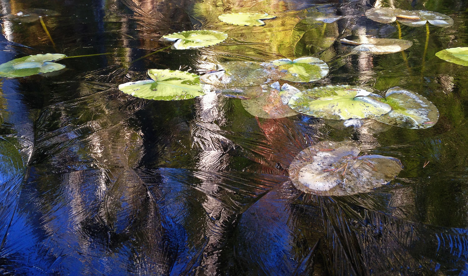 Lily pads in ice