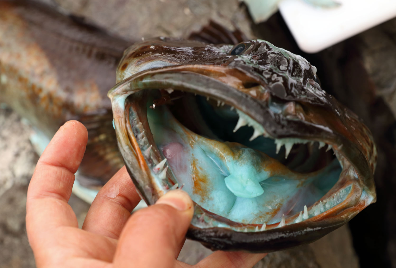 Lingcod Smurf cod blue green mouth big teeth Southeast Alaska