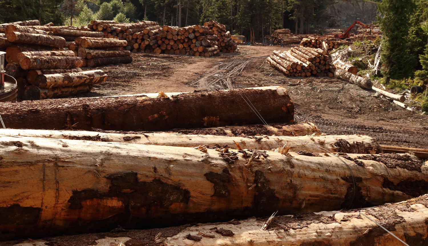 Logging sort yard with stacks of logs on Prince of Wales Island in Southeast Alaska