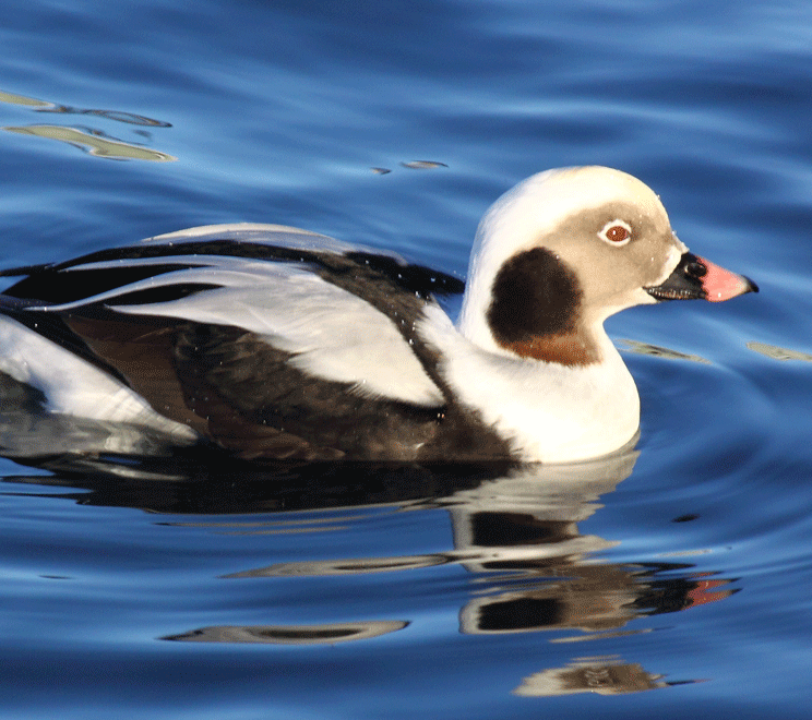 Long-tailed Ducks