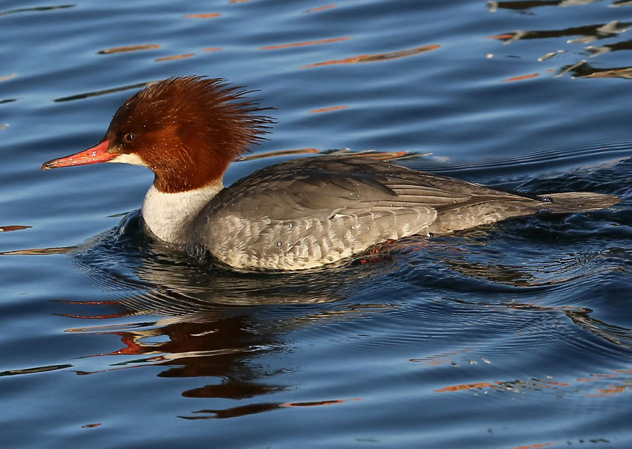 Common Merganser