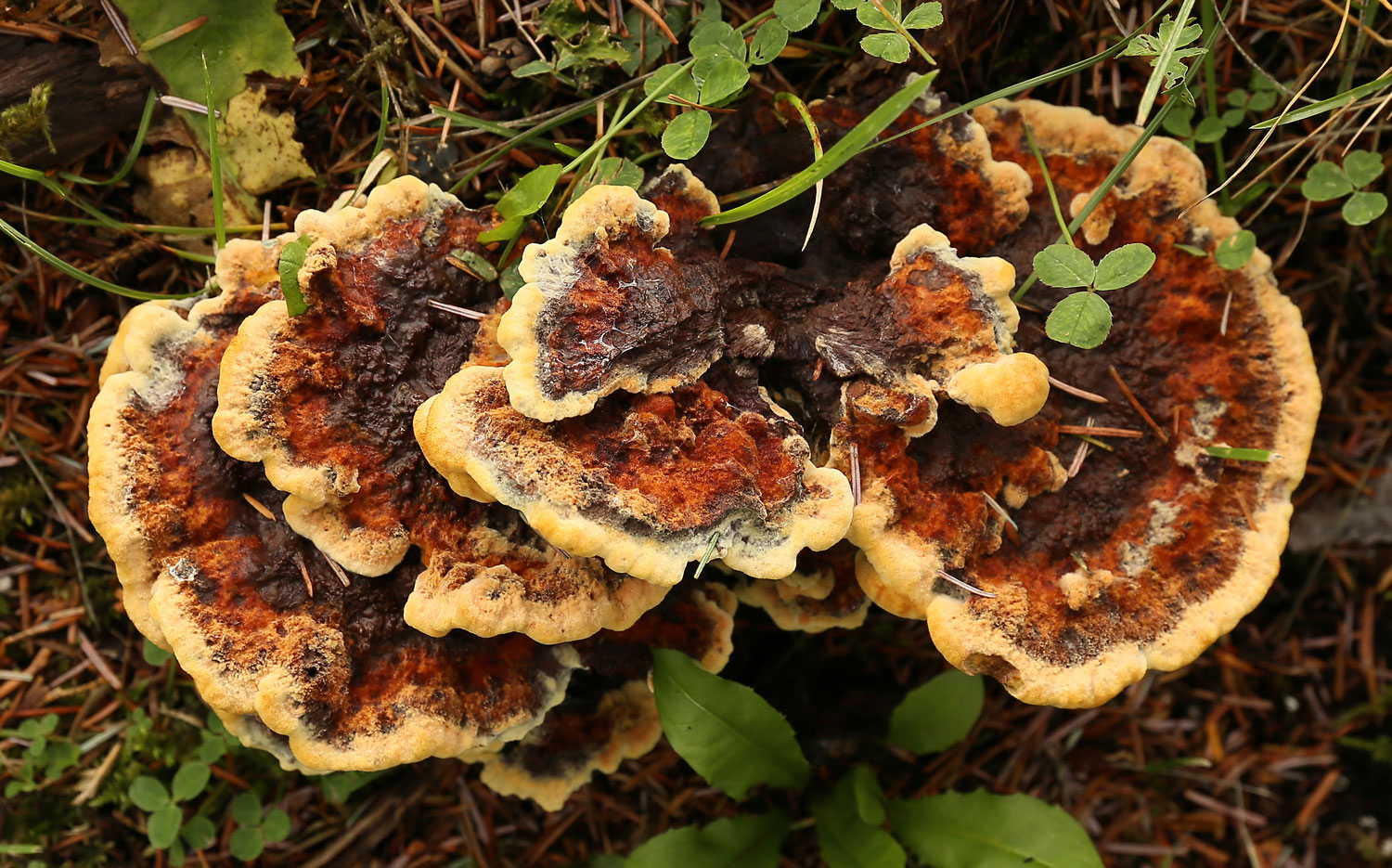 The Dyer's polypore ( Hydnellum suaveolens ) dyes wool yellows, golds, and orange.