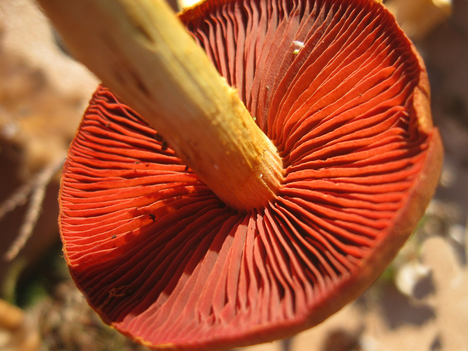 The gills of Western red-dye ( Dermocybe phoenicea ) 
