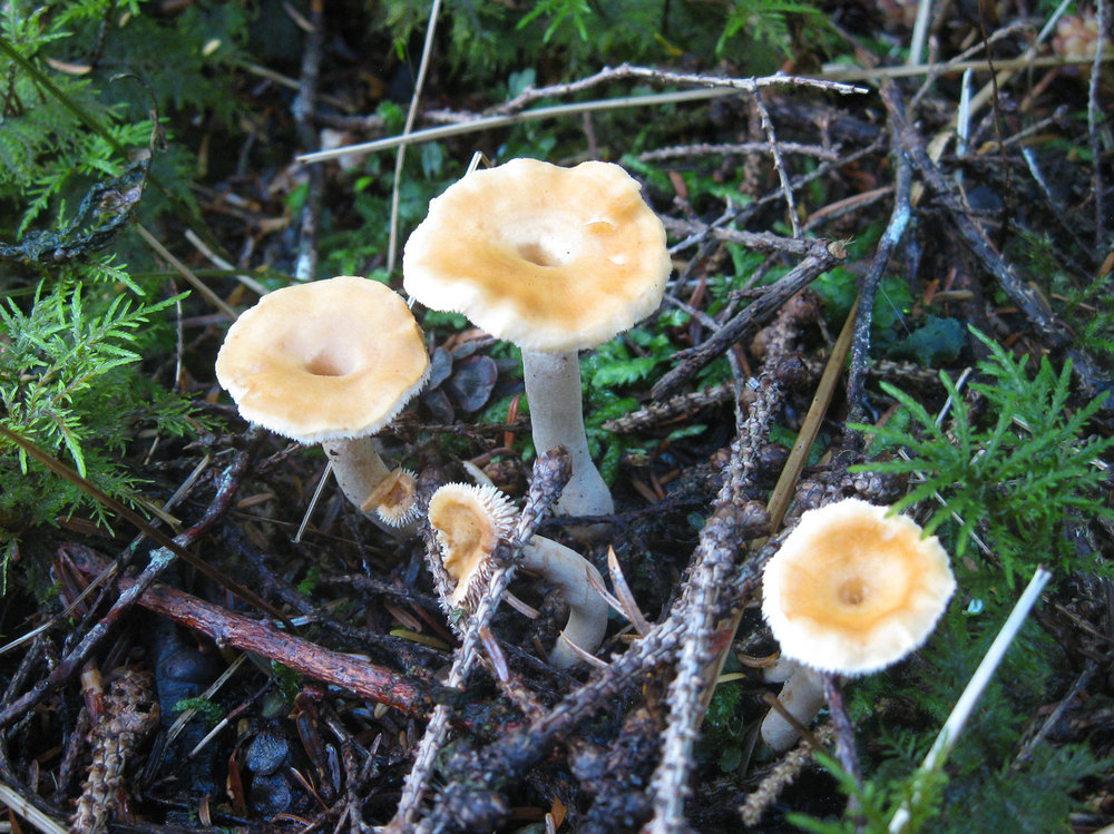 Belly-button hedgehogs (Hydnum umbilicatum) 