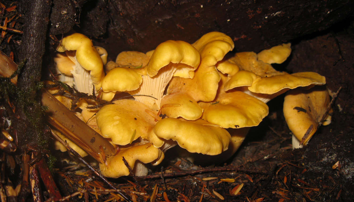 Golden chanterelles ( Cantharellus cibarius ) found hiding under a big root. This is a delicious edible!