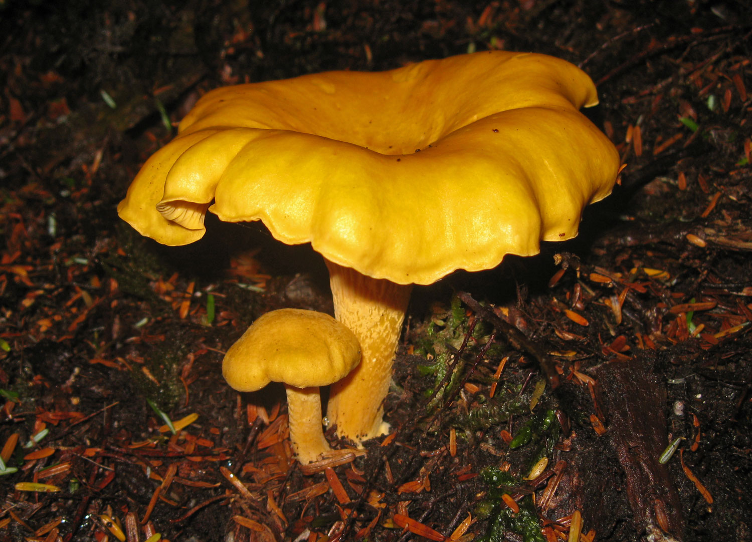 Golden Chanterelles