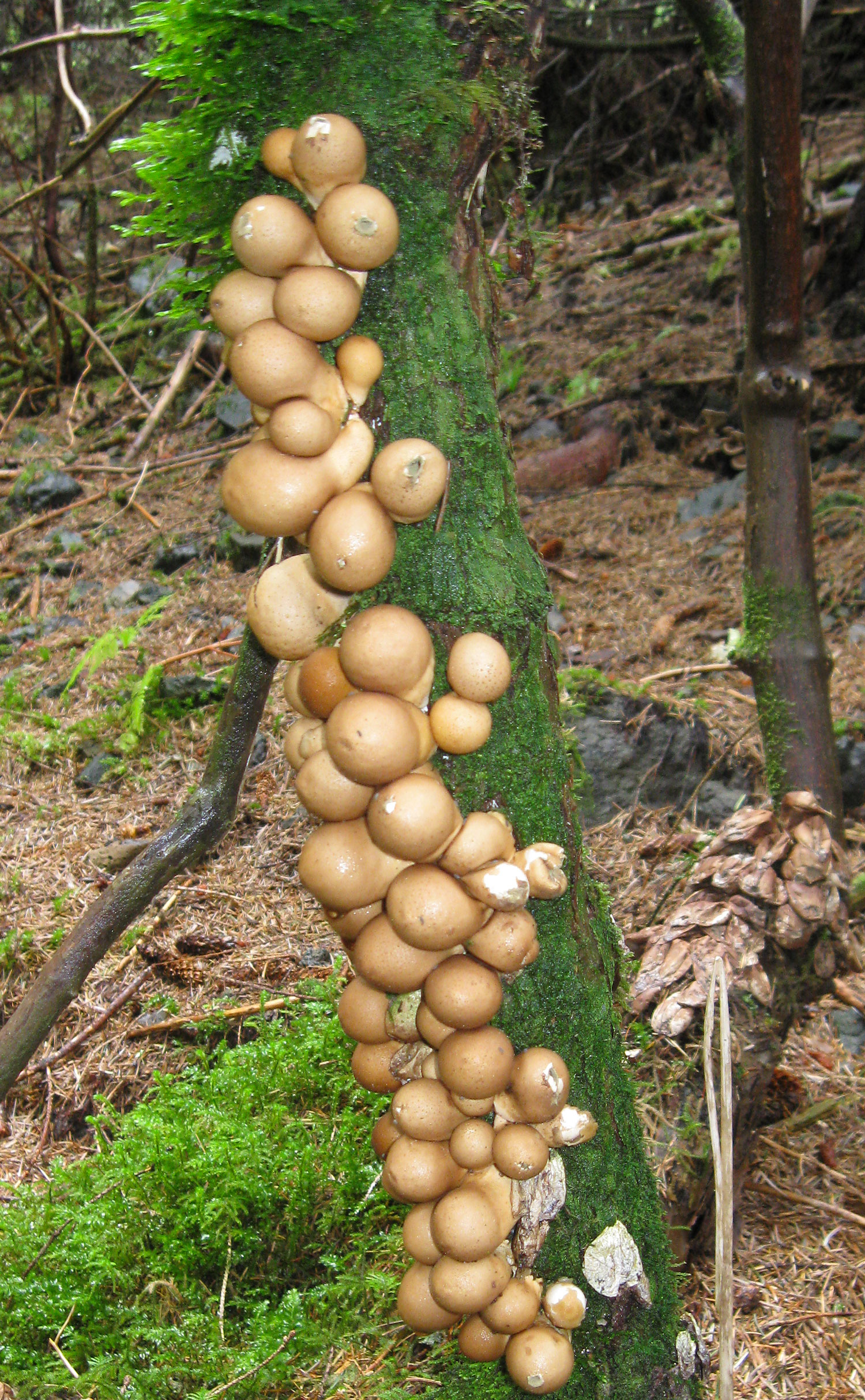 Pear shaped puffballs growing on an elderberry stalk. Elderberry branches contain toxins, so I gave this normally edible mushroom a pass.