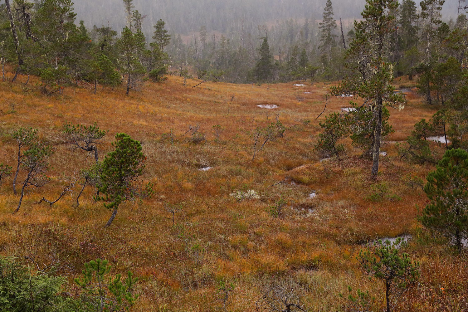 Muskeg fall colors Southeast Alaska