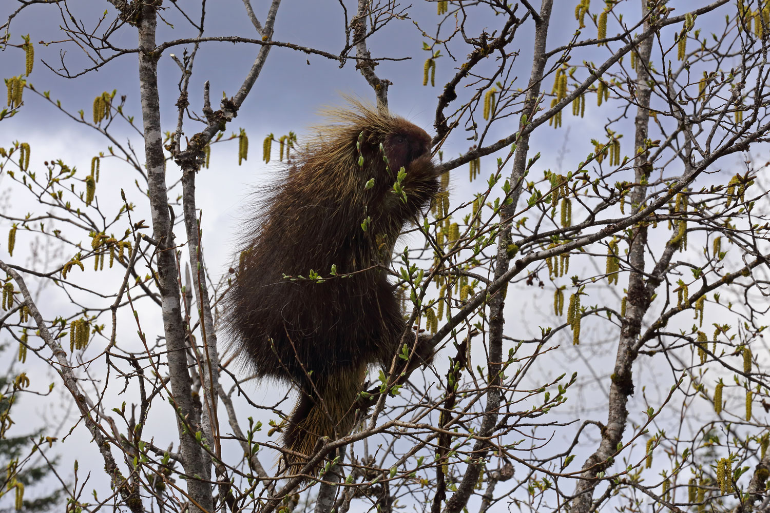 Porcupine in willow tree Southeast Alaska