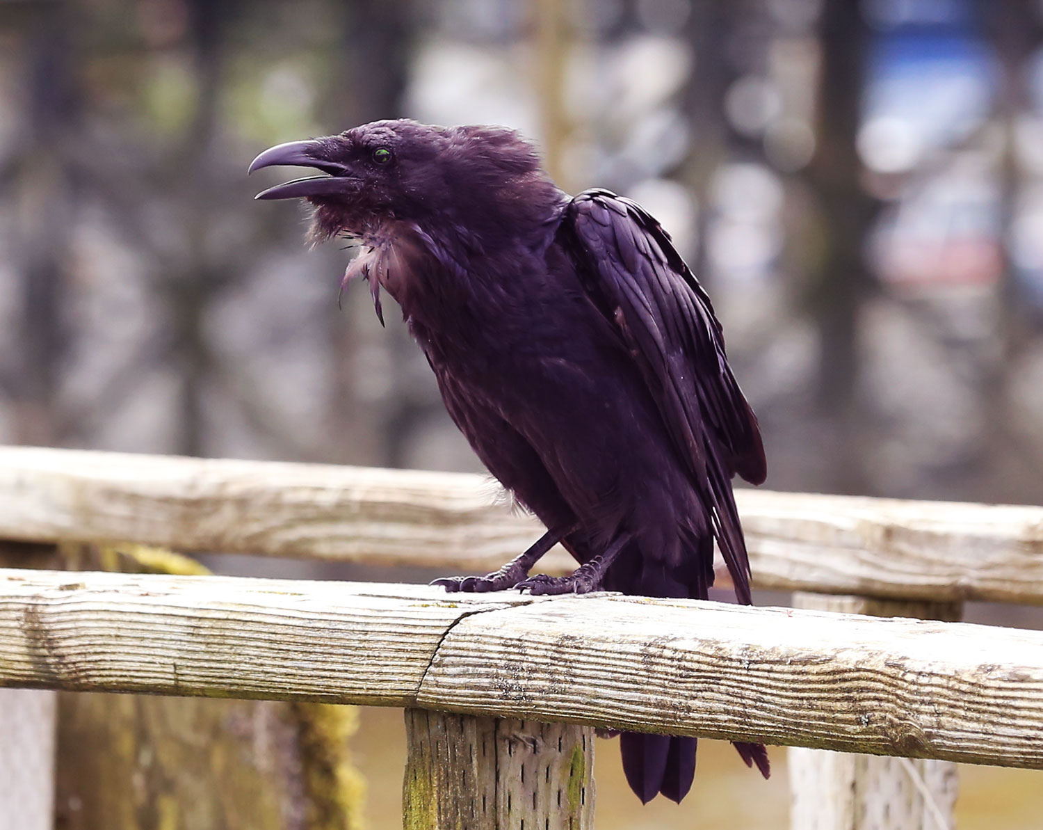 Halloween Ravens