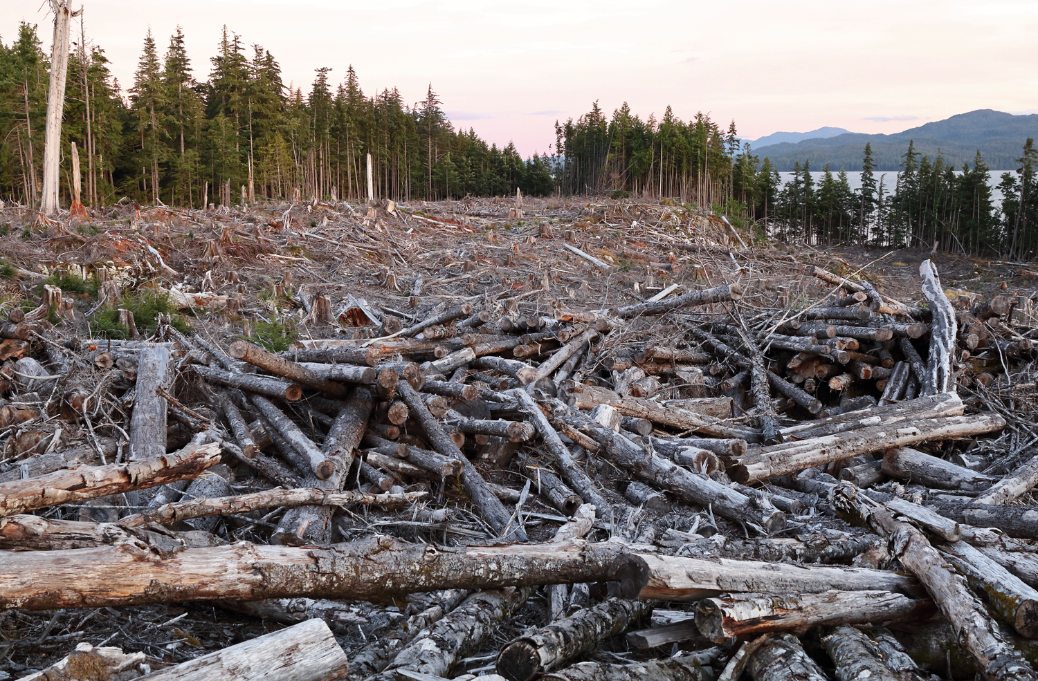 A recent clearcut in Southeast Alaska.