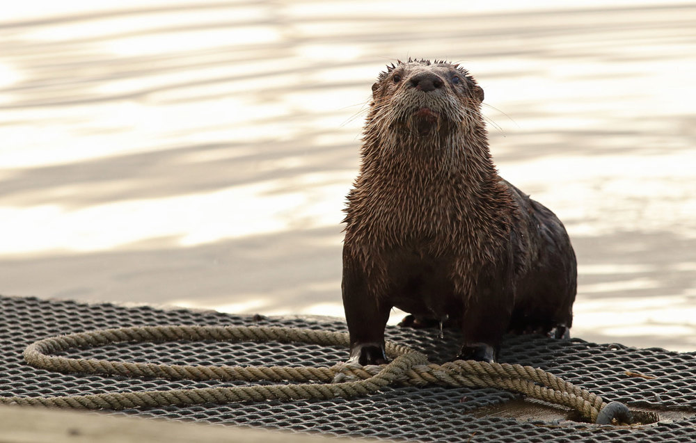 River otter on a dock in Coffman Cove, Southeast Alaska with foot in the bight of the line
