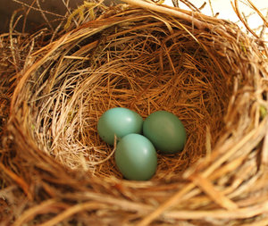 The Difference Between Robins and Seagulls