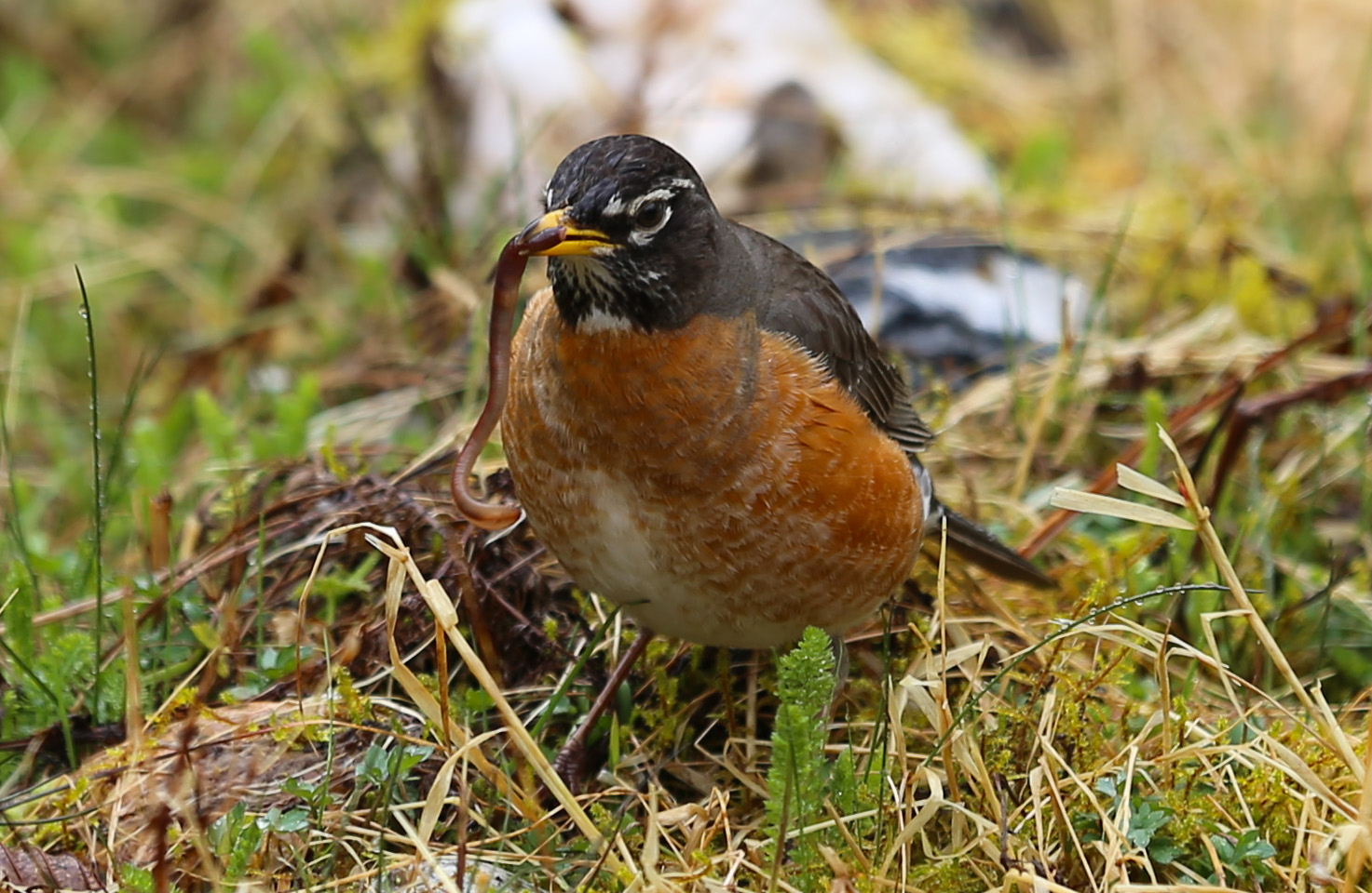 Robin with a worm