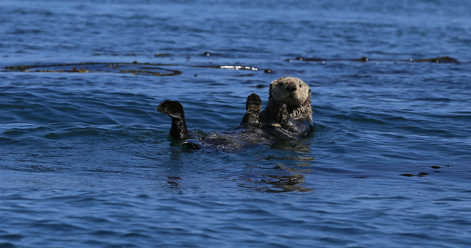 Sea Otters, Seals, and an Eagle