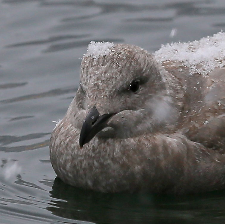 Seagull Weather Report