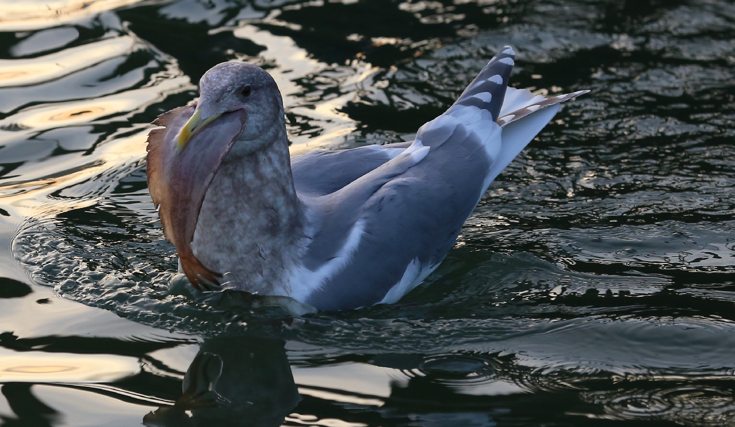 Seagull with a flounder