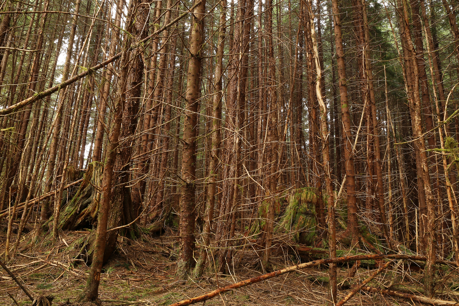 As the second-growth trees grow they shade out much of the forest floor for many years. The limited biodiversity makes a different kind of forest.