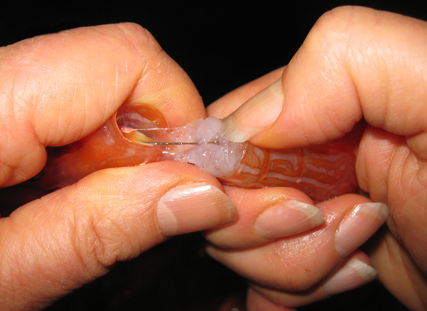 Pull on the carapace and you will see the vein pulling out of the tail. Did I mention that there are sharp spots on the shrimp?&nbsp; I haven't tried wearing gloves for this, but you might.