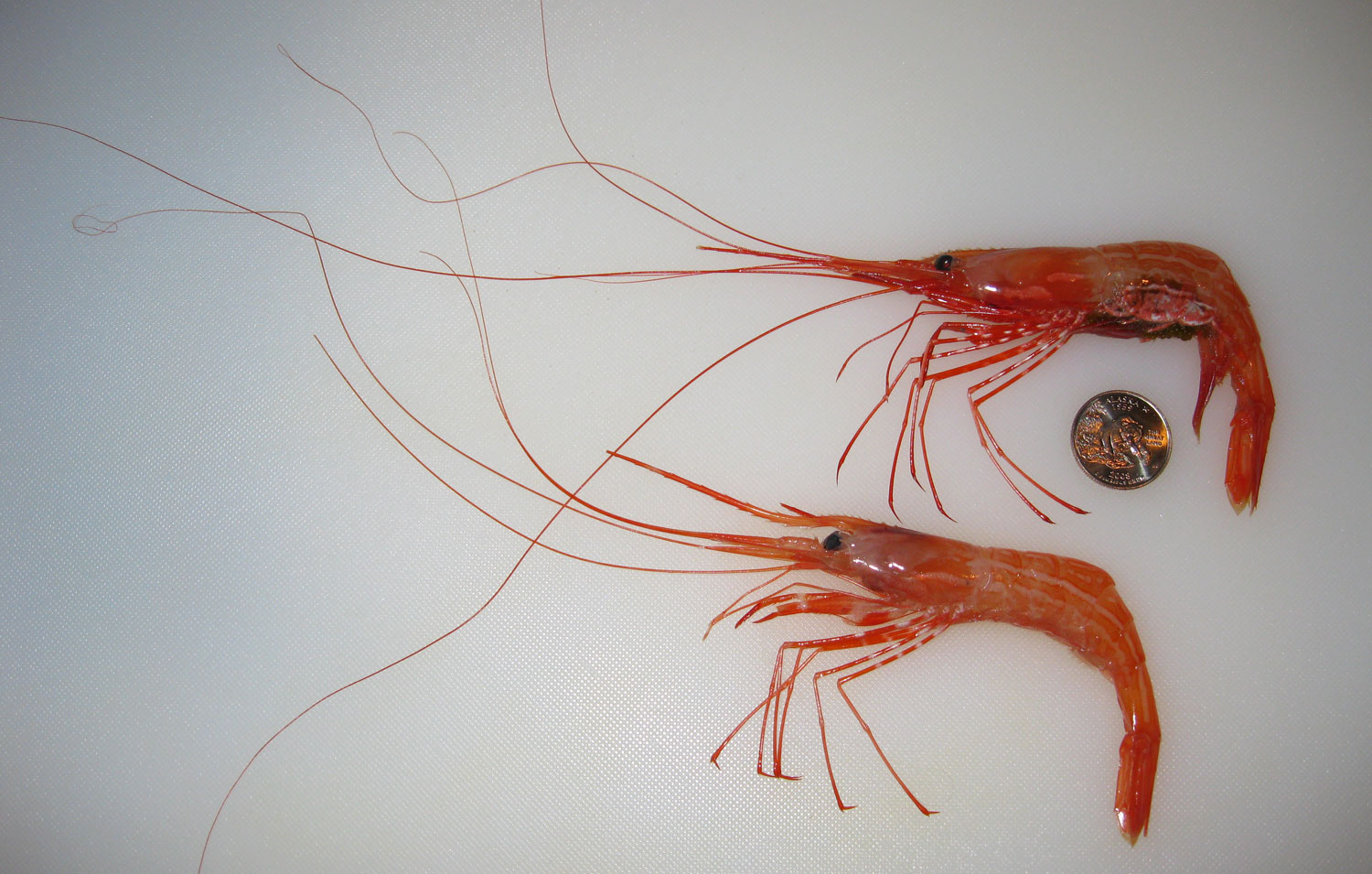 Sidestripe shrimp&nbsp;  (Pandalopsis dispar)  &nbsp; with a quarter to show size. The top shrimp is eggy and the bottom shrimp is not. I buy 'mediums', so sidestripes can be bigger than this. Sidestripes are a mid-sized shrimp for Alaska. The spot prawn is much bigger and several other species are smaller.