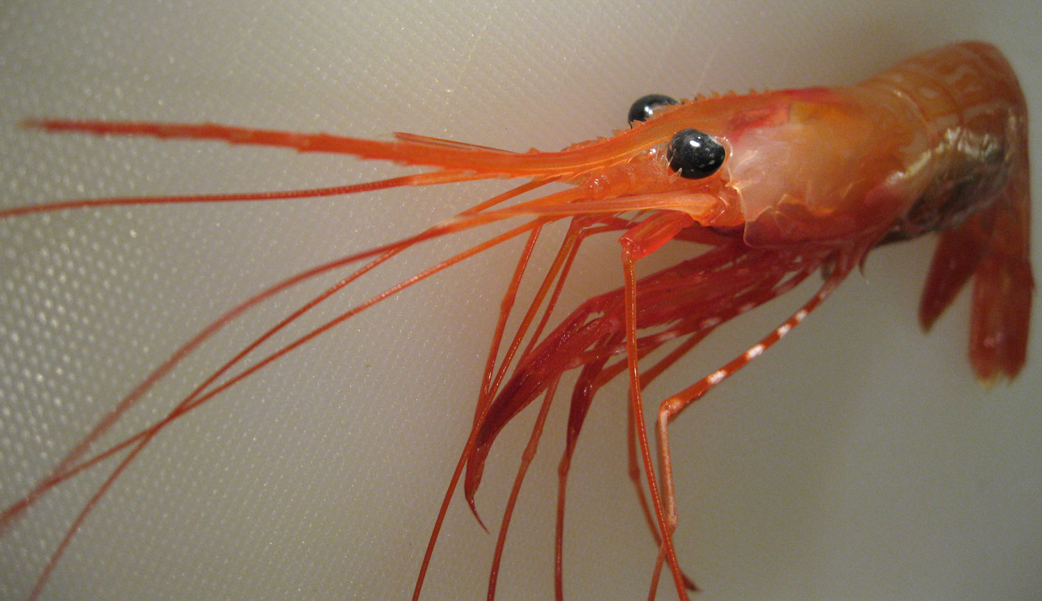 Shrimp_sidestripe_Pandalopsis_dispar_6473.jpg